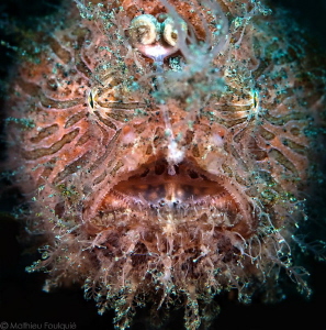 Scary Hairy
(snooted in Lembeh) by Mathieu Foulquié 